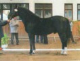 4392 Conversano XXIV-41 Koppány (1997) - Lipicai
